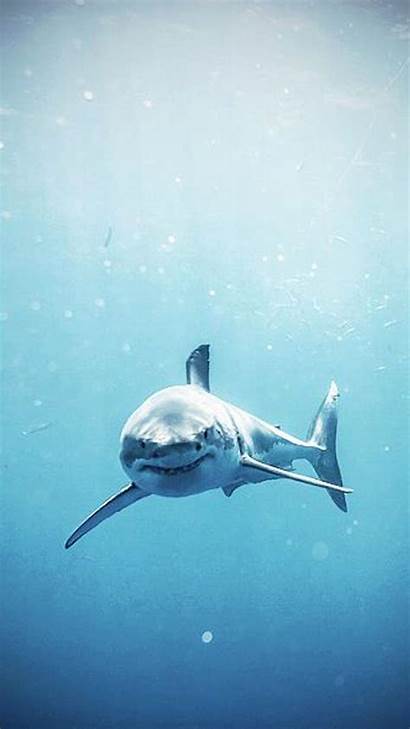 Shark Iphone Sharks Wallpapers Animal Staring Requin