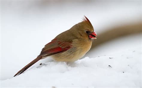 Cardinaltimmons Indiana Audubon Society