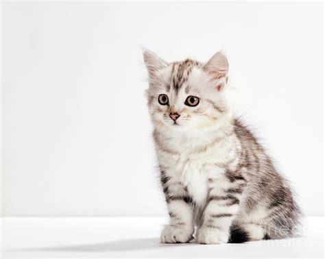 Siberian Cat A Kitten Portrait On White Background Photograph By