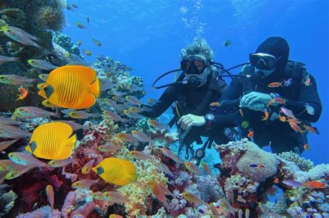 Scuba Divers Couple Near Beautiful Coral Reef Surrounded With Shoal Of