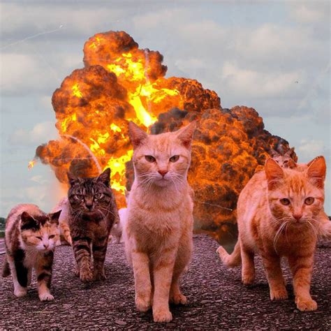 Cool Cats Dont Look At Explosions Rfunny
