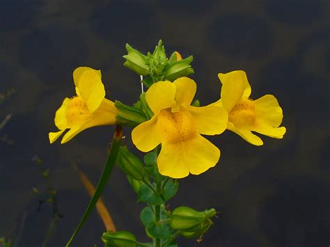 Adaptive Divergence In The Monkey Flower The Molecular Ecologist