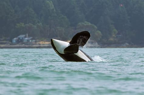 Southern Resident Killer Whales An Introduction Wild Orca