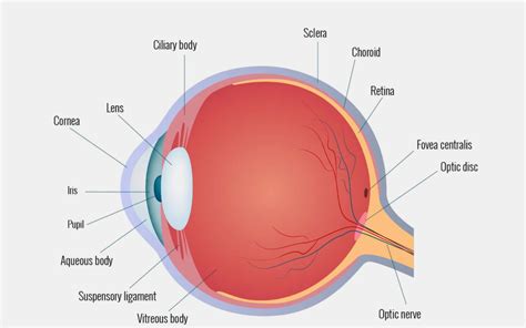 Eye Anatomy Stallard Eye Clinic