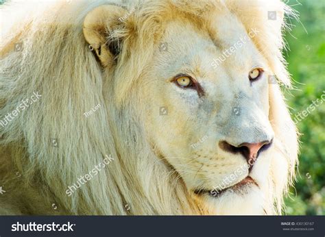 Beautiful Mighty Lion Stock Photo 430130167 Shutterstock
