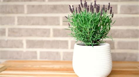 11 Tips For Growing Amazing Lavender Indoors