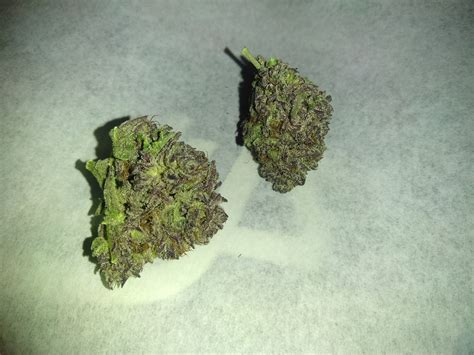 Purple Alien Og Weed Strain Information Leafly