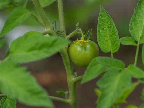 7 Small Tomato Plant Varieties To Consider Gardening Channel