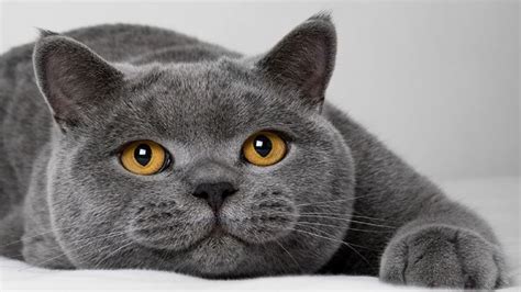 Learn these names of colors to improve your vocabulary words in english. British Shorthair Organism Classification - YouTube