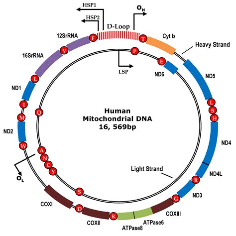 understanding mitochondrial dna in brain tumorigenesis intechopen