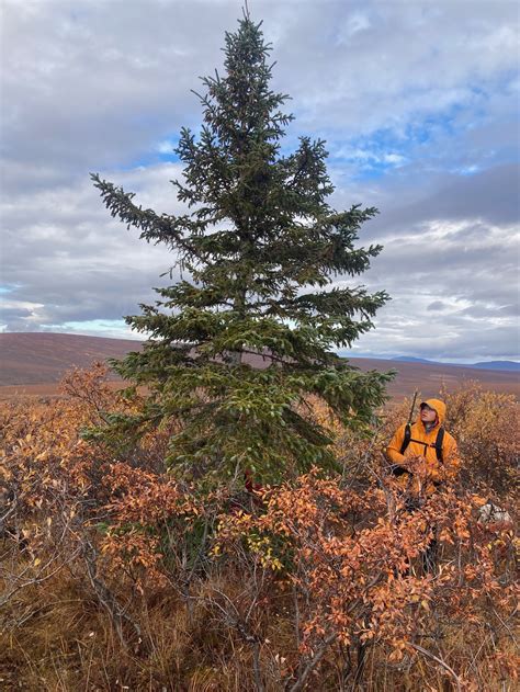 These Trees Are Spreading North In Alaska Thats Not Good Wired