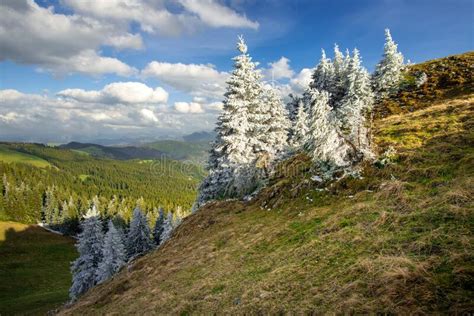 Landscape With Mountains And Pine Forest Full Of White Frost In The