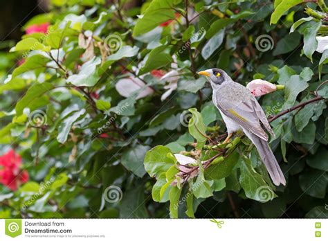 Noisy Miner Honeyeater Bird Perching On Hibiscus Branch In The Stock