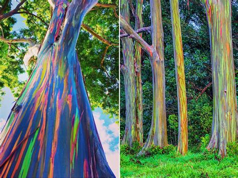 Rainbow Eucalyptus Trees This Phenomenon Is Caused By Patches Of Bark