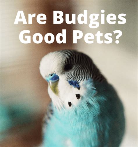 Should You Get A Budgie Pethelpful