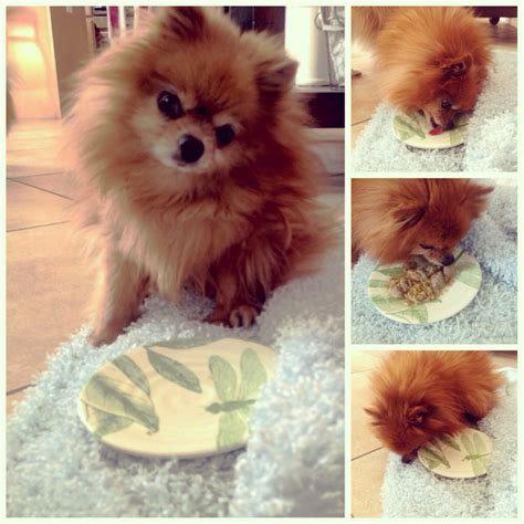 They are given a special prescription diet and treated with medications to help remove the toxins the liver is. Benefits of Feeding a Raw Food Diet to Your Pomeranian