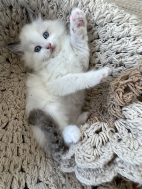 Upcoming Kittens — Littlemitts Ragdolls