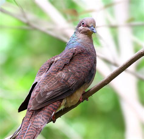 Barred Cuckoo Dove Captive Bird Penang Bp Eddy Lee Flickr