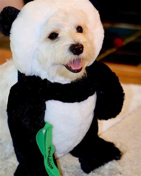 A Small White Dog Wearing A Black And White Panda Suit With A Green Tag