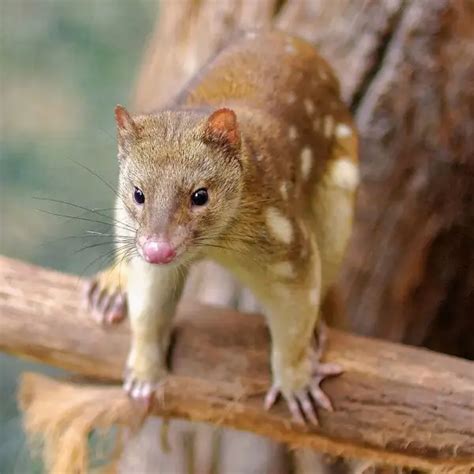 Tiger Quoll Facts Diet Habitat And Pictures On Animaliabio