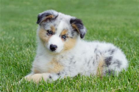 Ebenso alle untersuchungen sowie das pedigree der. Australian Shepherd Welpen - vom Hütehund zum Familienmitglied