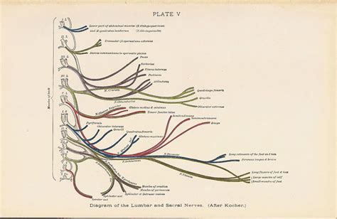 The muscles of the back that work together to support the spine, help keep the body upright and allow twist and bend in many directions. Diagram of the LUMBAR and Sacral Nerves Back Muscle Anatomy 1927 Surgery Textbook Color Plate No ...