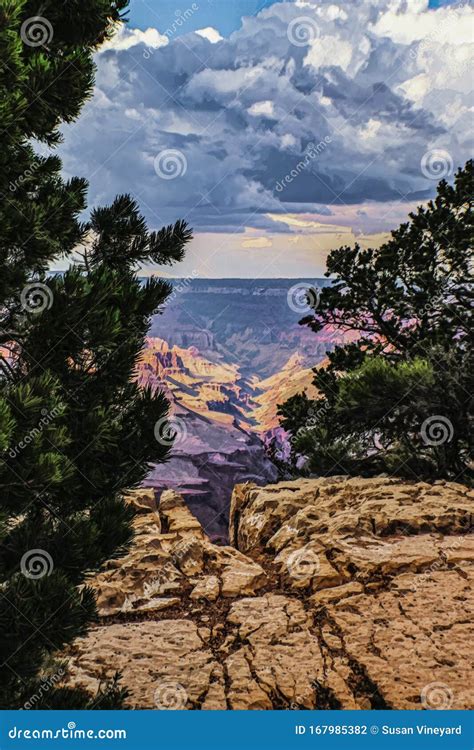 Sunset At The Grand Canyon View From Between Evergreen Trees With