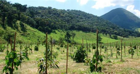 Monumental Task Of Replanting Forests On ‘landscape Scale