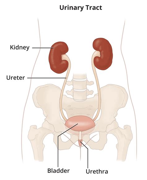 The Urinary Tract And How It Works Niddk