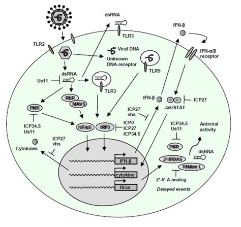 Viruses Free Full Text Activation And Evasion Of Innate Antiviral Immunity By Herpes Simplex