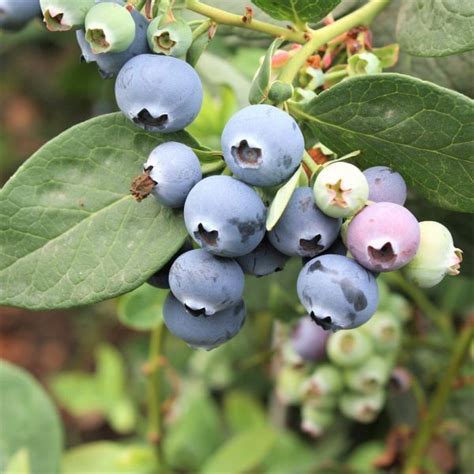 Northcountry Blueberry Bush For Sale