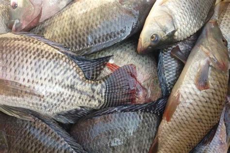 Is Tilapia Bad For You Its Benefits And Drawbacks Great Healthy Habits