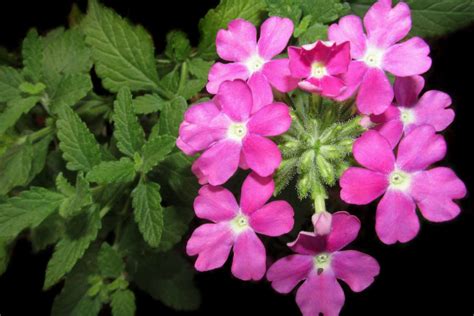 Garden Verbena Advice On Caring For It