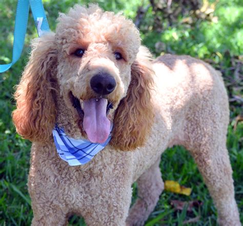 Golden Doodle puppies, Sheepadoodle Puppies, Cavapoo puppies in Fort