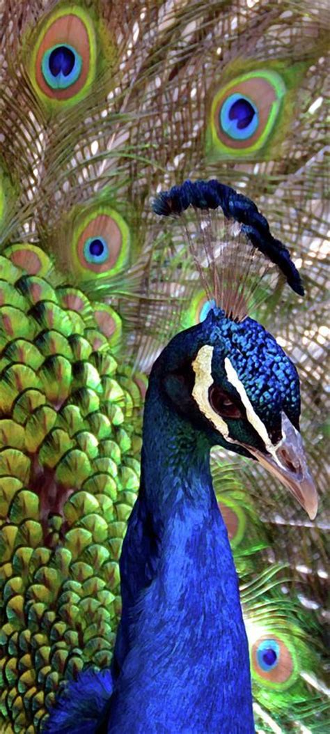 1699 Best Peacocks Images On Pinterest Peacock Feathers Peacock Art
