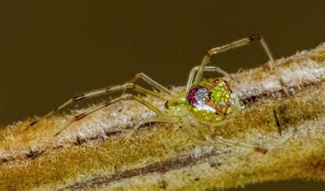 This Sequined Spider Glistens In The Light Australian Geographic