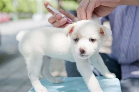 It happens when some dogs' immune systems are overloaded and unable to deal with the vaccine(s) appropriately. Puppy Shot Schedule: The Importance of Vaccination