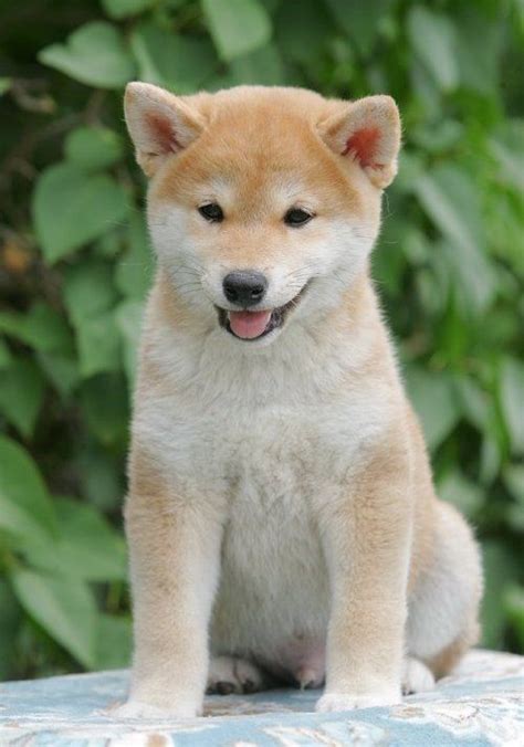 For most families in hawaii who are looking for a new puppy, the toughest challenge is finding a quality healthy puppy from a reputable breeder. Shiba Inu Puppies For Sale | Mililani, HI #250127