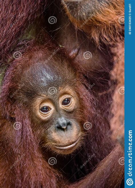 Orangutan Cub At Mother On A Breast Mother Orangutan And Cub In A Natural Habitat Stock Image
