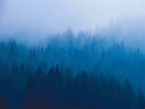 Blue Mountain Pine Trees Blue Ombre Gradient Colorful Landscape Photo