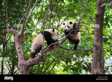 Dos Cachorros De Panda Gigante Jugando En Un árbol Fotografía De Stock