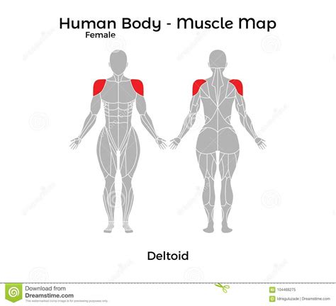 The muscles of the back can be divided in three main groups acc. Female Human Body - Muscle Map, Deltoid Stock Vector - Illustration of icon, eps10: 104468275