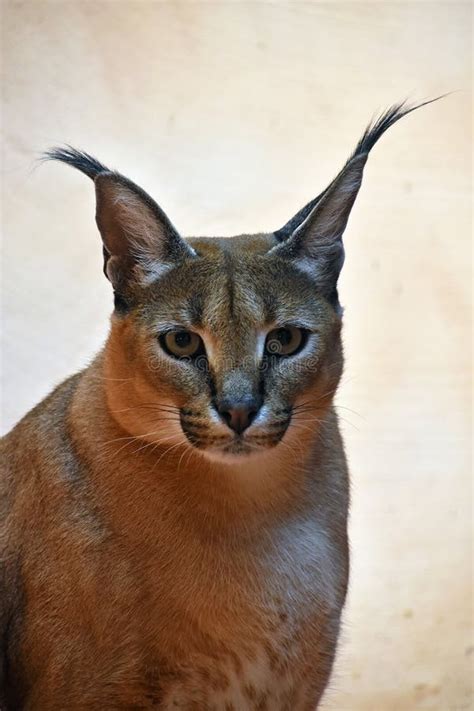 Portrait Of A Caracal Cat Stock Image Image Of Small 18565201