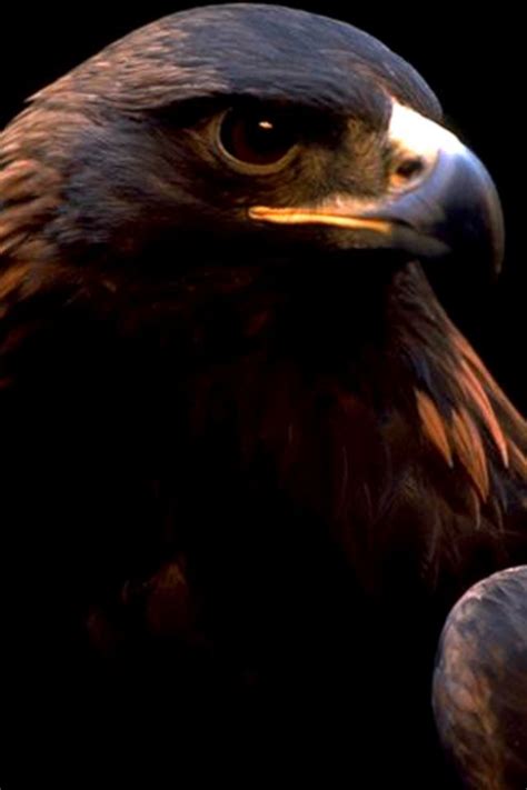 Eagle iPhone Wallpaper HD