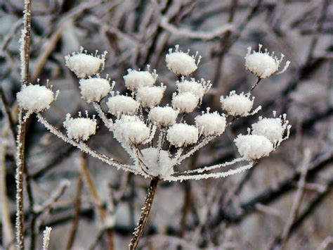 Free Images Tree Nature Branch Blossom Snow Cold White Leaf