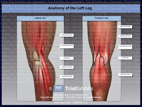 Pelvic & upper thigh anatomy. Anatomy of the Left Leg - TrialExhibits Inc.