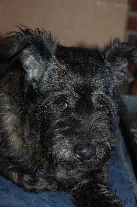 Adopt Tracey On Dog Adoption Dogs Cairn Terrier Mix