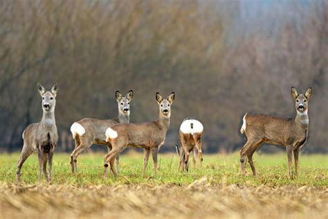 British Deer Species Guide From Deer Aware