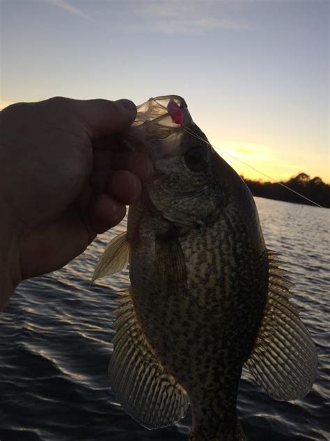 The 8 best crappie fishing lakes in america. Crappie fishing Lake Guntersville