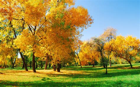 Yellowing Trees Wallpapers And Images Wallpapers Pictures Photos